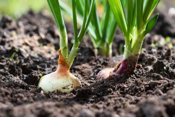 Fake Onion Seeds Make Farmers Lose Billions in Nigeria