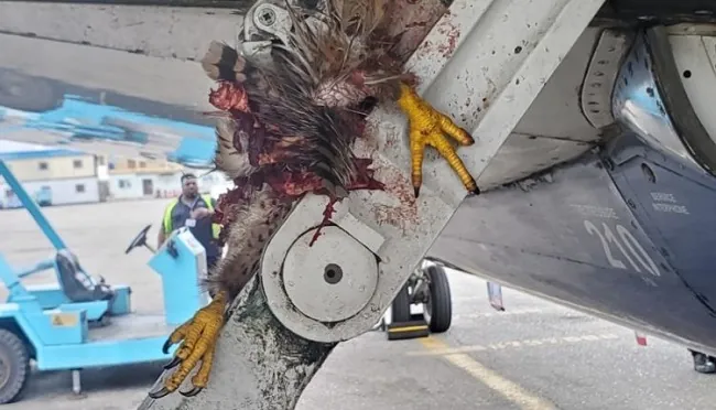 Bird Strike Halts United Nigeria Flights, Passengers Take to Streets