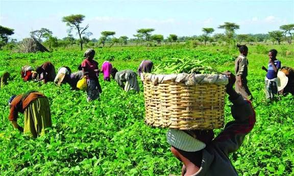 US-Nigeria Agricultural Trade Set to Surpass $700 Million by 2025